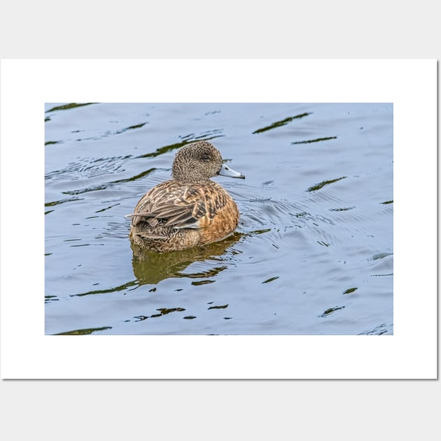 Resting and Watchful Wigeon Wall Art by Debra Martz